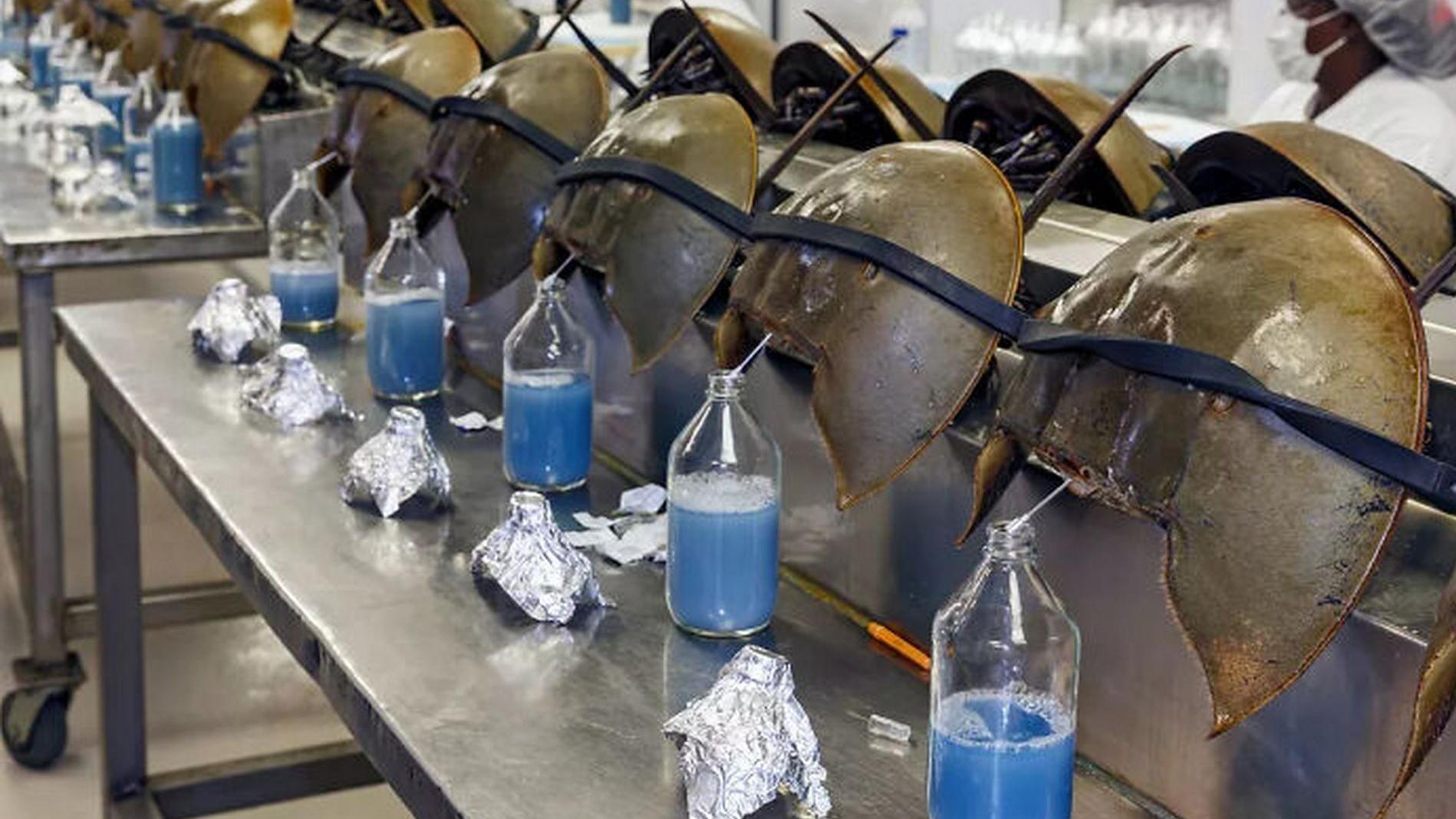 超98%的生物都已灭绝，但也有些活了几亿年，海洋有陆地也有