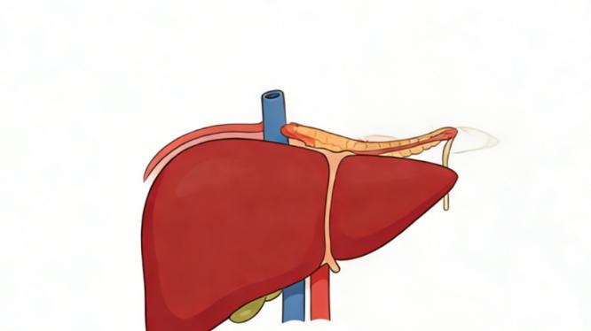 慢性压力竟是肝癌“帮凶”，科学家揭开关键机制