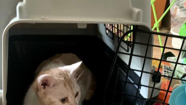 2026全国宠物托运人宠同行哪个平台好？最新平台排行榜推荐来啦：选对人宠跟车靠谱平台安心出行