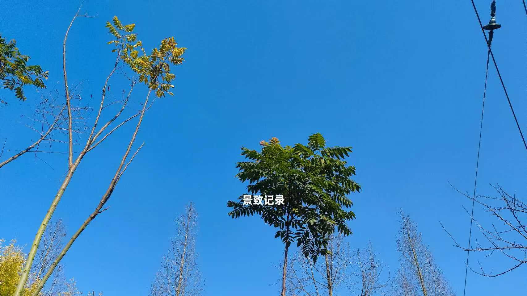 景致记录：狄更斯跟印第安酋长皮齐林交谈，听出了他的绝望与失望