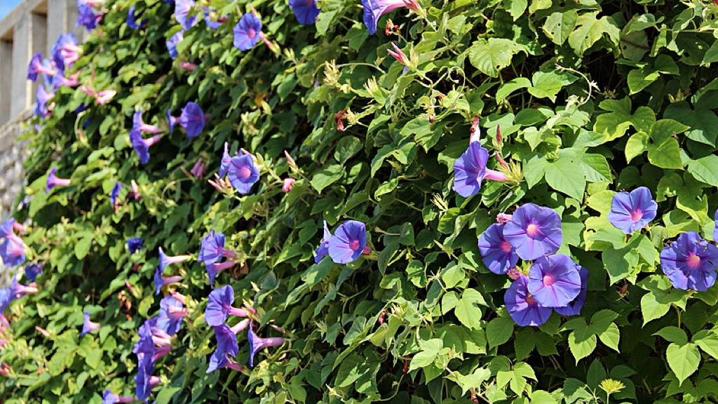 无人机强制险来了，低空经济的安全阀