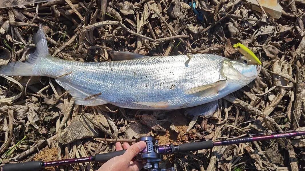 清明钓翘嘴两杀招：散炮＋活性大蚯蚓，水库老板：帮我除了大害！