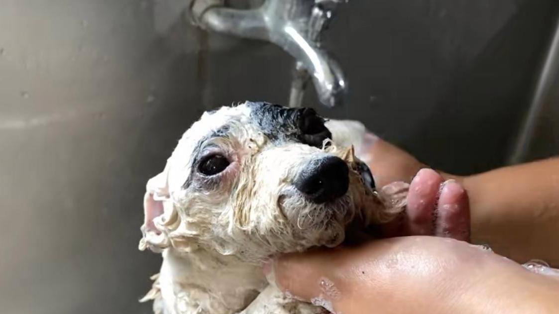 倒霉的狗狗没遇到好主人，被狗主人装进麻袋丢河里，差点去汪星