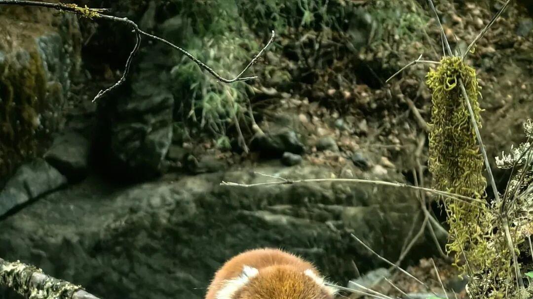 香格里拉尼汝：野生中华小熊猫频频现身