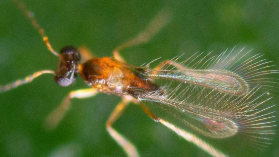 这种昆虫比草履虫还小，在空气里“游泳”，全家都是恐怖片主角？