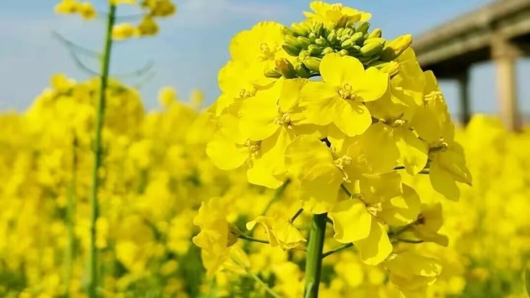阜南中岗四里湖四季赋：夏韵秋实冬静，春满金色油菜花海