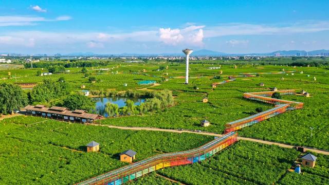 科技深加工赋能，东方花饮以产业担当铸就茉莉花新标杆