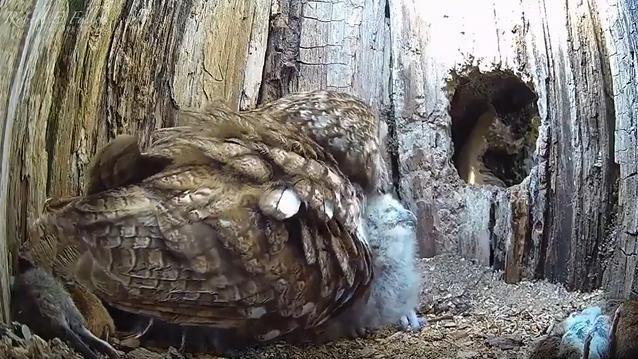 打破生殖隔离的爱？为什么在催乳素面前，食物链法则统统失效