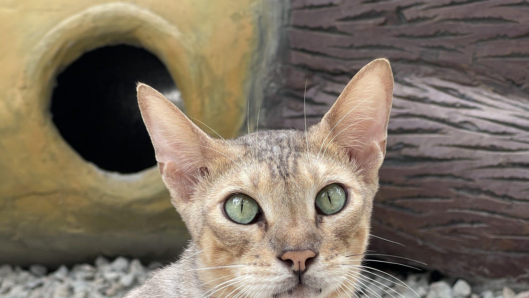 品种猫的价格为什么那么高？背后的秘密令人震惊！