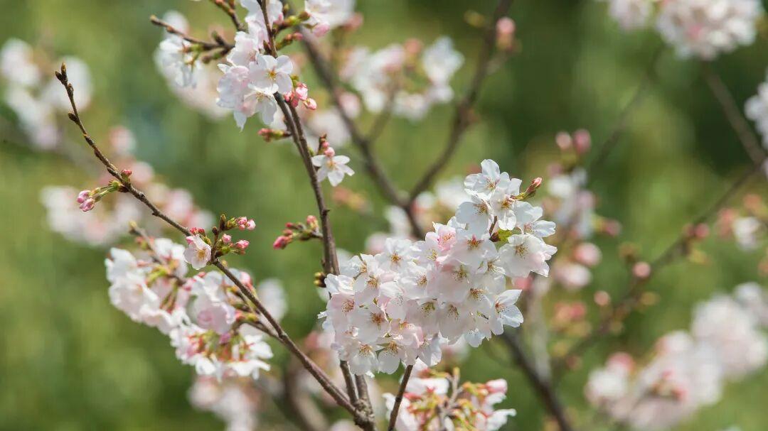 春藏元气，夏无病扰！这份春季“蓄能”养生指南请查收