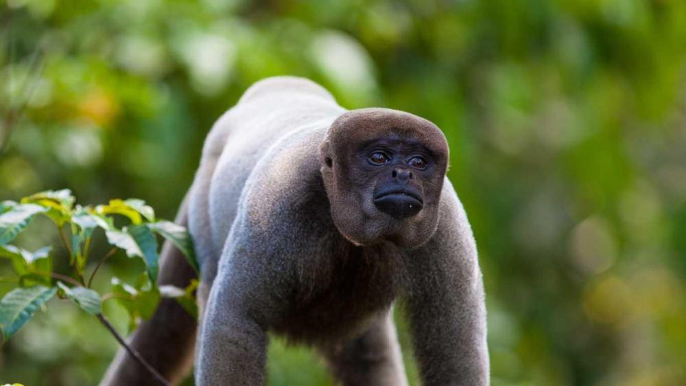 亚马逊雨林发现“活体泰迪熊”？这货真的不是AI画的