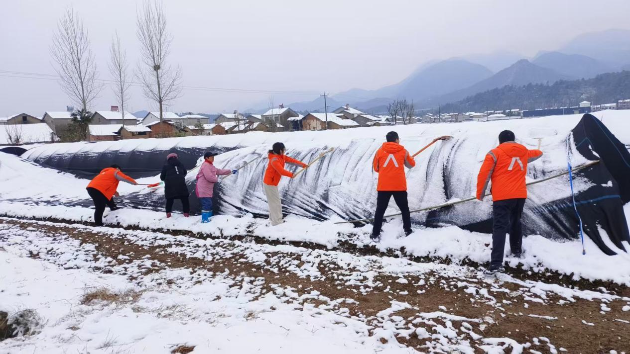 平安产险湖北分公司抗击冰雪护航农企保生产
