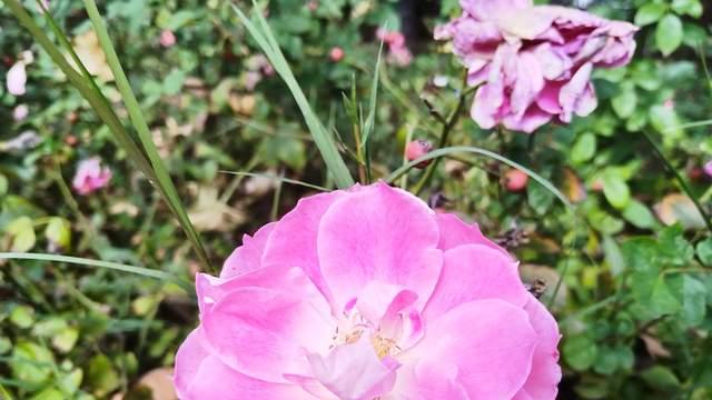 挫伤初高中生内驱力，容易导致厌学的3个行为，父母早点懂早避坑