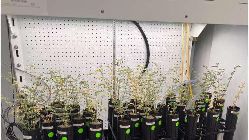 我们能在火星上孕育生命吗？实验显示了在模拟外星土壤中的潜力