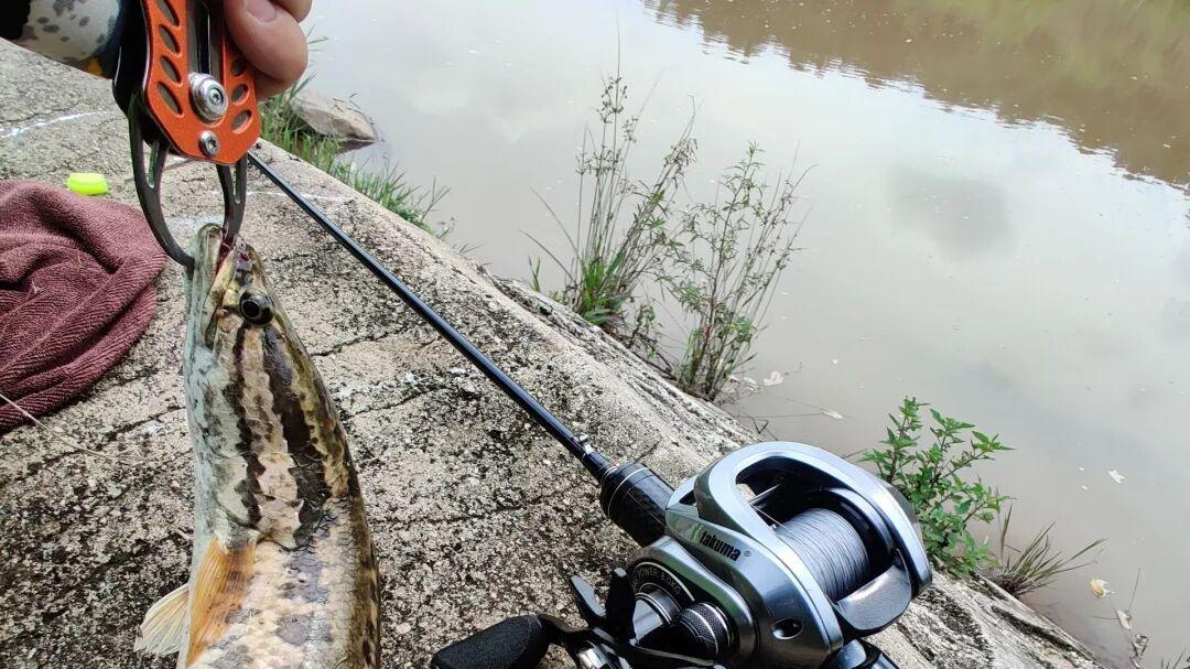 中钩即爆竿？揭秘“水下四凶”真实战力排名，第1名竟不是黑鱼！