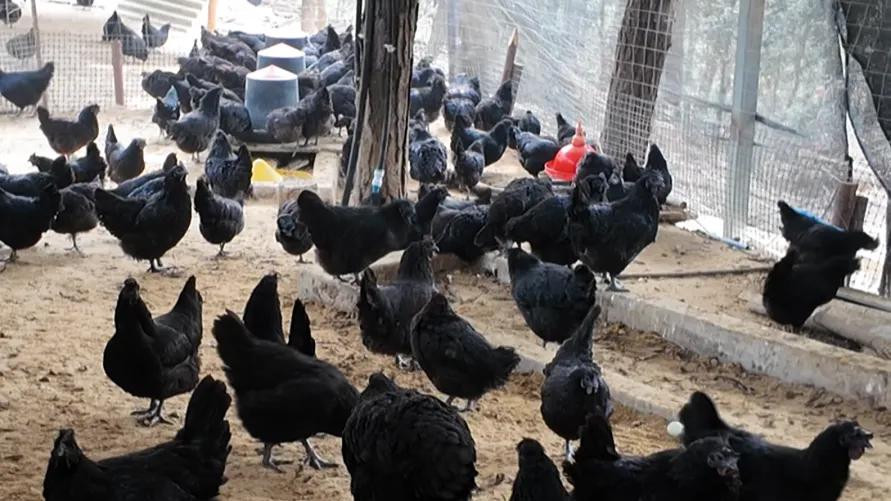 凤仪“双宝”：乌鸡与绿宝蛋的生态致富路‌