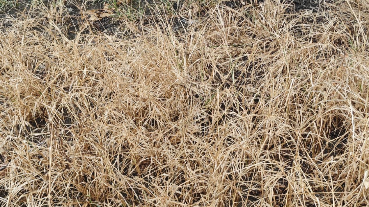 怀化500亩柑橘园实测：换个除草方案，水花生防治难题迎刃而解