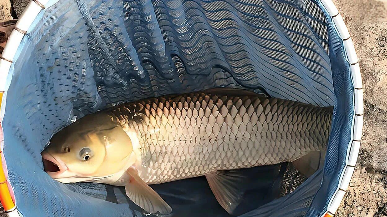 春钓浅，钓了个寂寞？参透大鱼的“离岸安全距离”，连竿到手软！