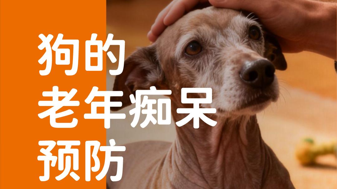 象乡宠物食品 | 狗的老年痴呆预防