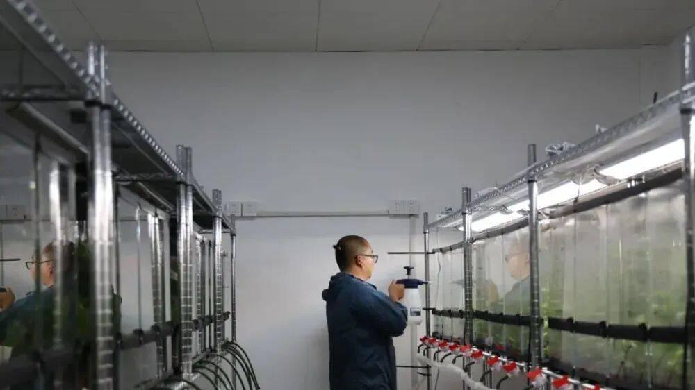 南京红山动物园租了块农田，只为给无斑雨蛙一个家！