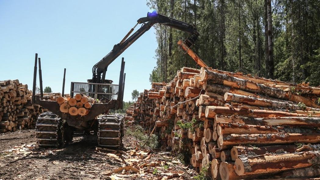保加利亚木材采伐量跌至历史新低，或限制欧洲对外供应