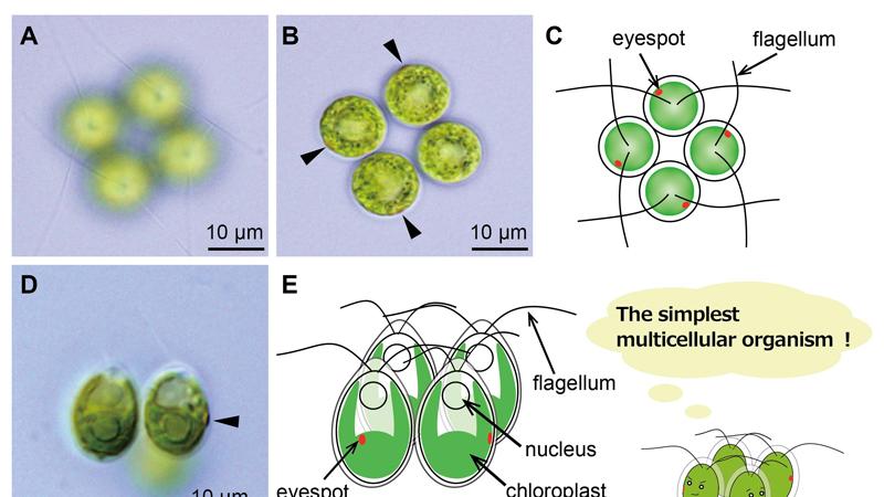 如果寒武纪爆发从未发生，复杂生命会出现吗？