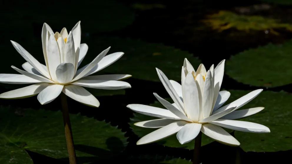 阳奉阴违的人都有这些独有特征；遇到赶紧远离，别把自己搭进去