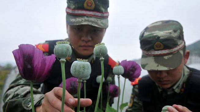 中国特殊的农民，武警24小时持枪守卫，种的东西压根不愁卖