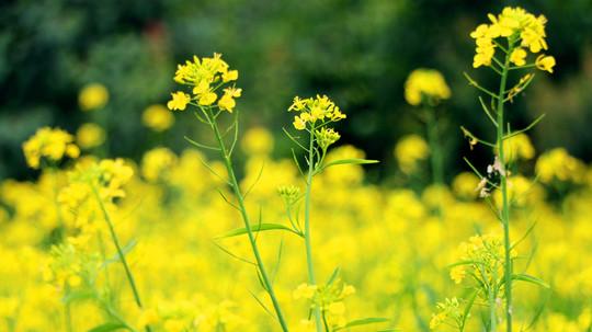 手把手教你15分钟内搞定一篇中考散文