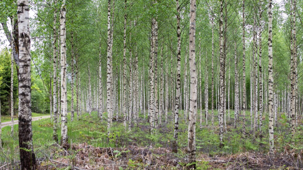 突发！木材巨头以7.2亿完成所有森林资产出售