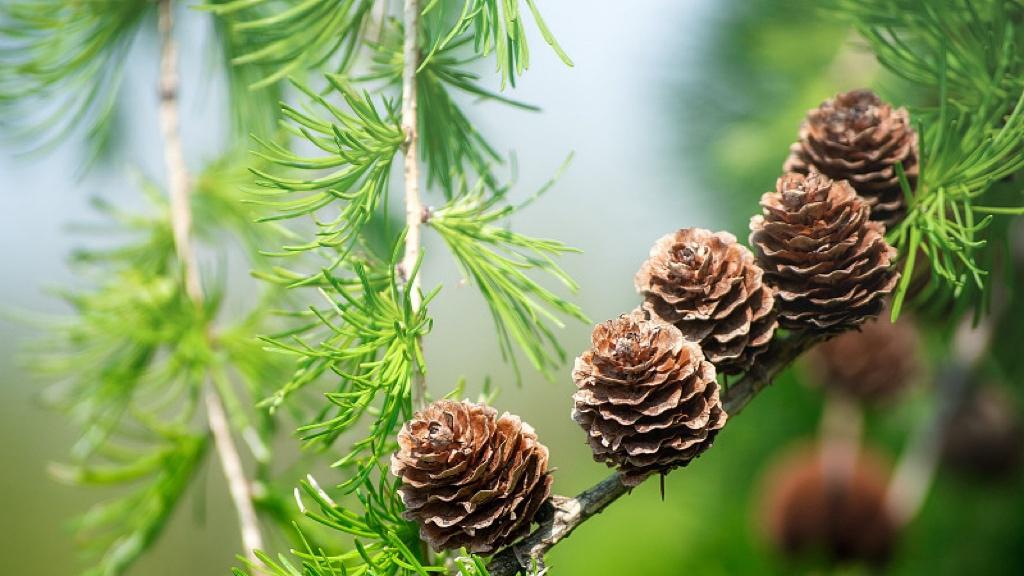 德国总理大年初九入京，信号不止双边