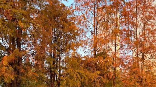 佛山千灯湖：一座公园，定义一座城的中轴线