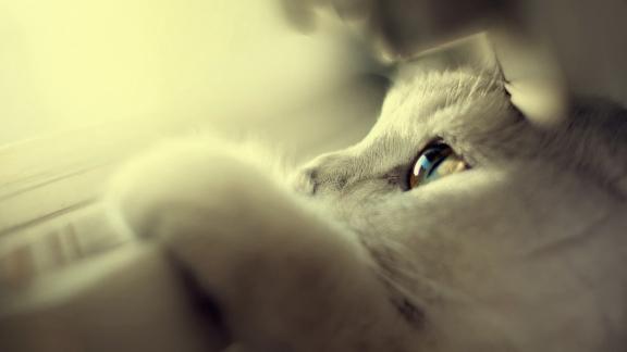 猫猫不吃猫粮咋办？猫粮那个好？2026年十款热门猫粮全面测评