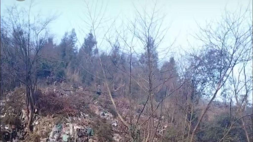 “砍树掩盖垃圾”？整改，为何总是落在网友视频公开反映问题后