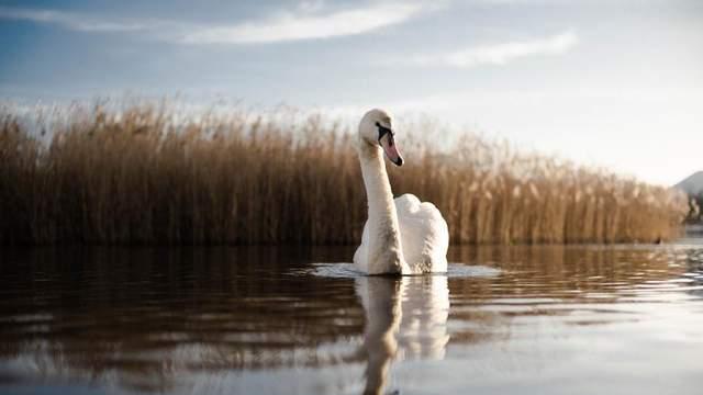 如果我是一只天鹅