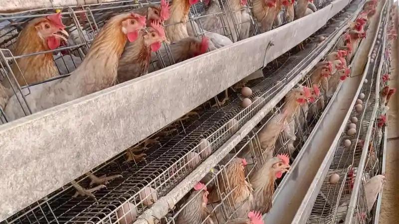 褚立臣 |“便宜的鸡坑农”？这逻辑经不起推敲