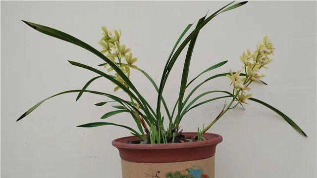 素心兰开，母亲归来 | 陈延国