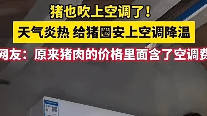 欧洲人比中国猪差在哪？为什么中国猪有空调而欧洲人没有