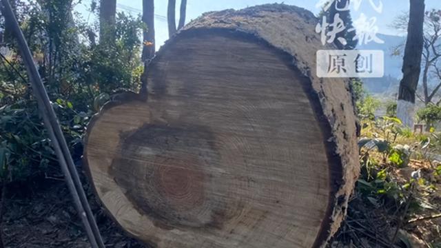 湖南一景区151岁古树被砍，当地回应细节曝光，网友不买账，为啥