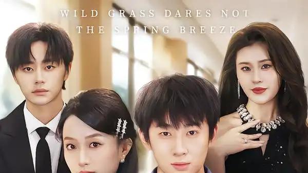 《野草怎敢沐春风》逆袭破局和甜虐交织和爽感拉满