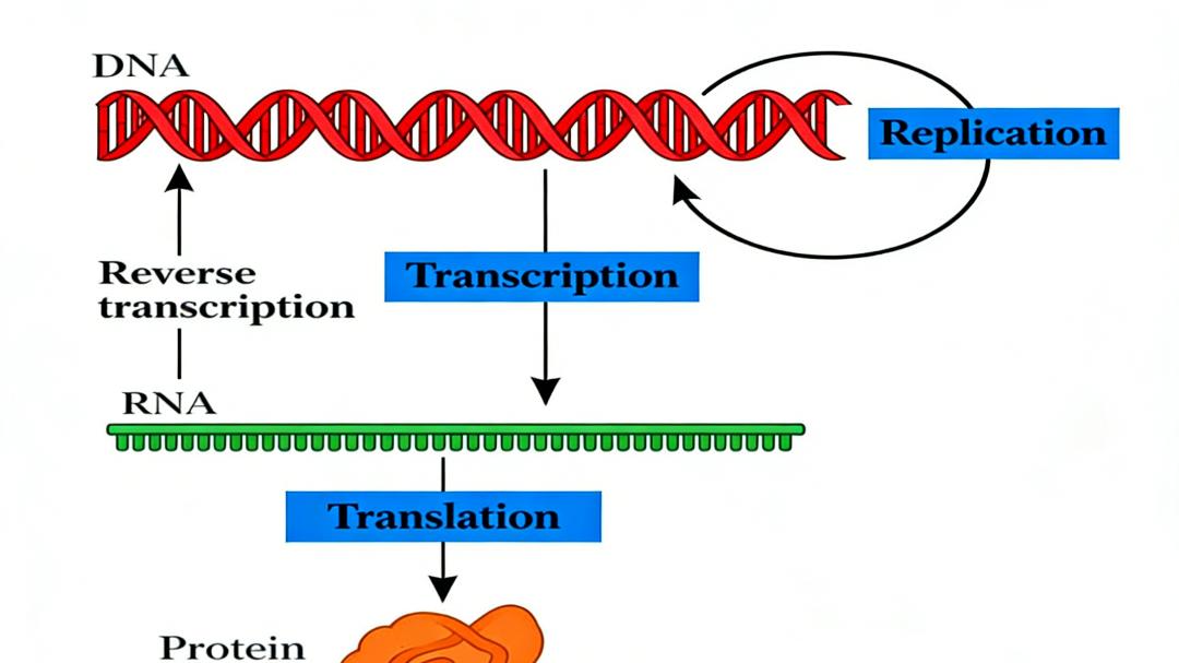 泛修饰微球如何解析蛋白质翻译后修饰组学的复杂性？
