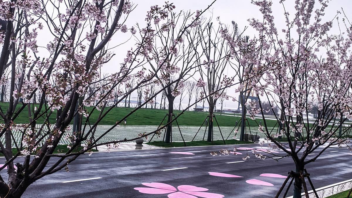 2026汉马封神！760米青山江滩“樱花赛道”美得不像话