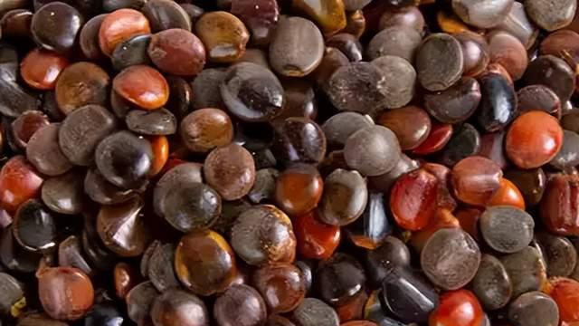 “千杯不醉”的传奇，解酒护肝的良药——枳椇子