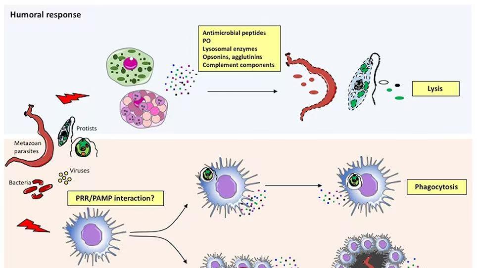 动物免疫技术：驱动抗体与疫苗研发的关键力量