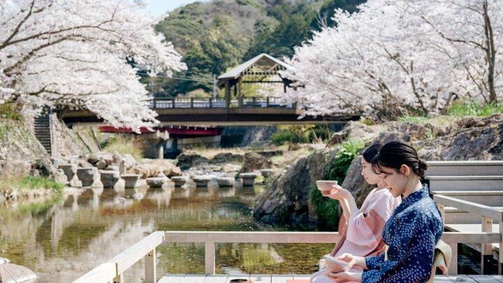 樱花季遇冷？访日游突现退订潮，这次是中东局势泼冷水