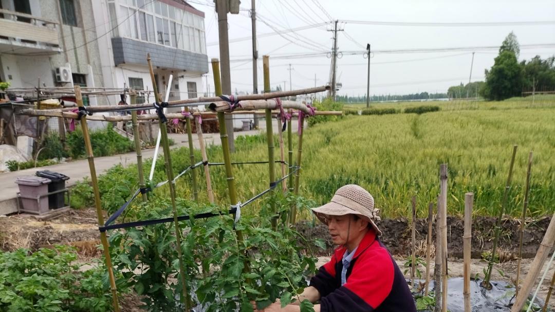 天晴了摘菜干活忙