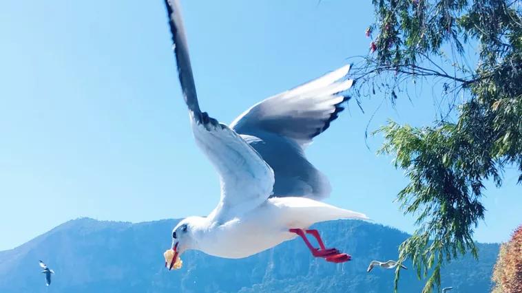 2026年每日通盛及生肖运势1月26日