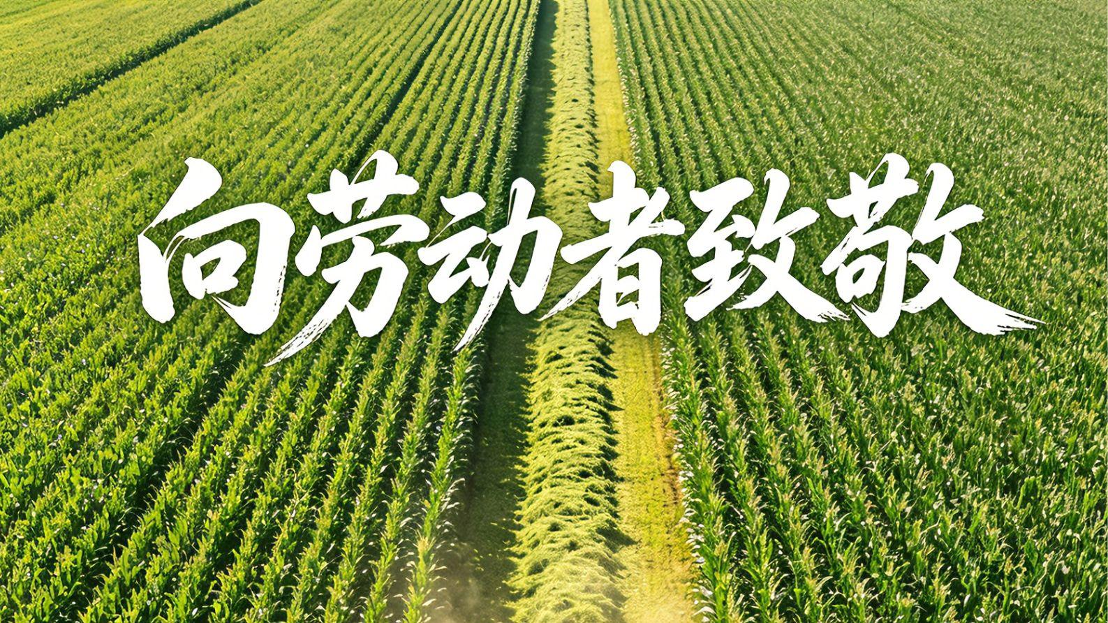 向劳动者致敬，不负每一份坚守
