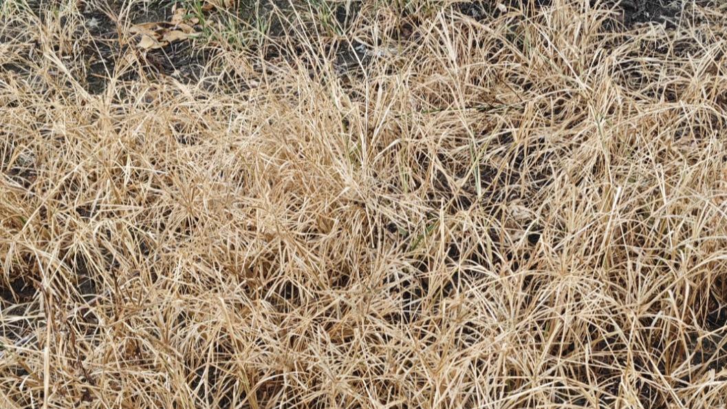百香果园除草新选择：用上快如风，省工省心控草久