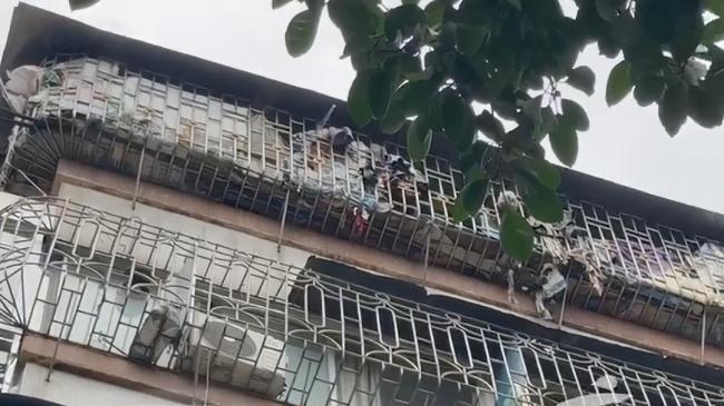 你支持吗？住户反对装电梯，养200多只猫报复，邻居崩溃不敢回家